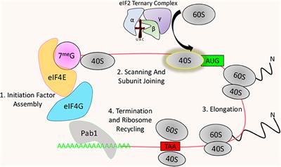 Protein Kinases at the Intersection of Translation and Virulence